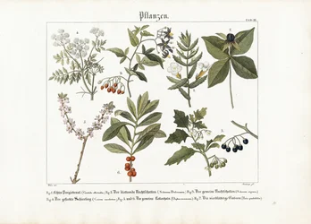 Plantas medicinales y venenosas