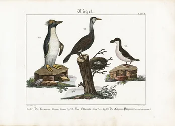 Aves marinas: Cormorán grande, fulmar boreal y pingüino macaroni