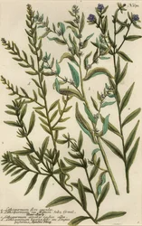 Variedades de gromwell, especies de Lithospermum