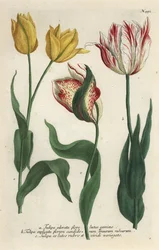 Variedades de tulipán, Tulipa gesneriana