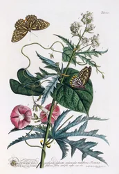 1. Abutilon, 2. Convolvulus, c. 1748 grabado coloreado a mano