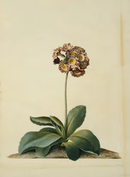 Una aurícula rosada variegada