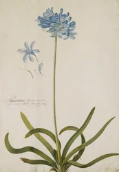 Agapanto