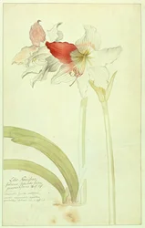 Amarilis: Lilio-Narciso, Indicus