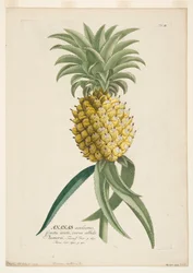 Ananas sativus, piña