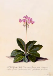 Aricula Ursi Estrella fugaz, c. 1744 grabado coloreado a mano