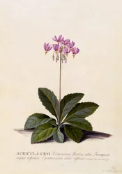 Aricula ursi, estrella fugaz, c.1744