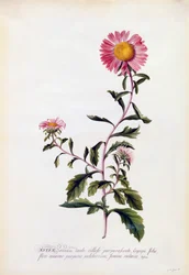 Aster, c. 1743 grabado coloreado a mano