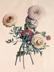 Ásteres