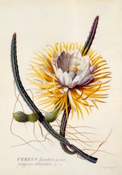 Cereus Reina de la Noche