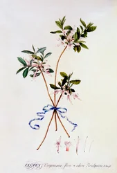 Cistus Virginiana