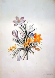 Ramo de crocus