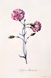 Difor Amourius Clavel, c. 1745 grabado coloreado a mano