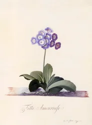 Garden Auricula Fille Amoureuse, c. 1743 grabado coloreado a mano