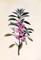 Bálsamo de jardín Impatiens Balsamina, c. 1746 (grabado coloreado a mano)