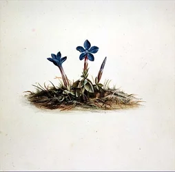 Genciana