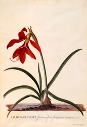 Lilio-Narciso Lirio Jacobeo, c. 1743 grabado coloreado a mano