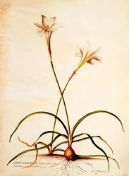 Lilio Narciso, c.1745