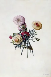 Ranúnculos mixtos, c.1743