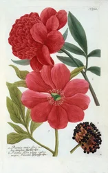 Paeonia, grabado coloreado a mano