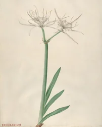 Pancracio
