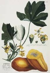 Papaya