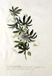 Flor de la pasión