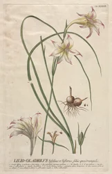Plantae Selectae: No. 39 - Lilio-Gladiolus
