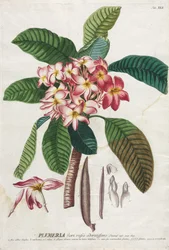 Plantae Selectae: No. 41