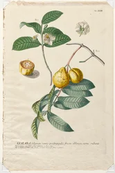Plantae Selectae: No. 43 - Guaiaba