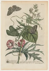 Plantae et papiliones rariores: No. 7, 1748