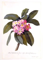 Plumeria, c. 1744 grabado coloreado a mano