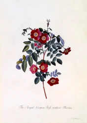 La Rosa Virgen Real sin Espinas, c. 1745 grabado coloreado a mano