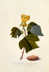 El árbol de tulipán de Virginia, c. 1743 grabado coloreado a mano