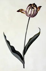 Tulipán, c.1745