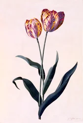 Tulipán, c. 1744 grabado coloreado a mano