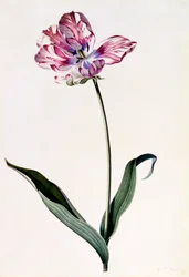 Tulipán, c. 1745 grabado coloreado a mano