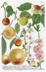 Varias Manzanas
