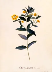 Lysimachia vulgaris, c. 1760 grabado coloreado a mano