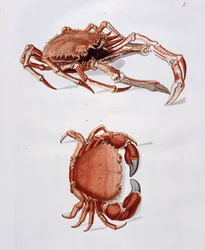 Ilustración de langosta y cangrejo