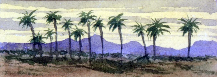 Palmeras del desierto