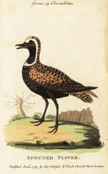 Chorlito dorado americano o chorlito moteado, Pluvialis dominica