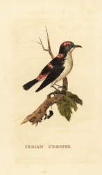 Trepador americano o trepador pardo, Certhia americana
