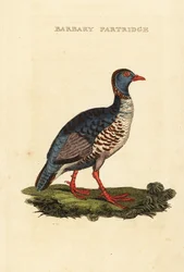 Perdiz moruna, Alectoris barbara