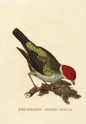 Tangara cabecirrufa, Tangara gyrola
