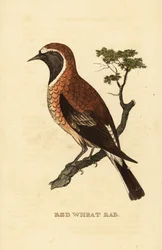 Collalba rubia, Oenanthe hispanica stapazina