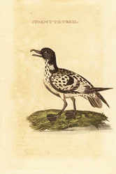 Petrel damero, Daption capense