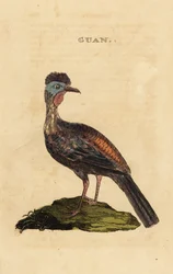 Pava crestada, Penelope purpurascens