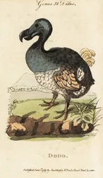 Dodo extinto, Raphus cucullatus (Didus ineptus)