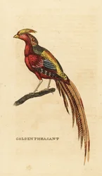 Faisán dorado, Chrysolophus pictus